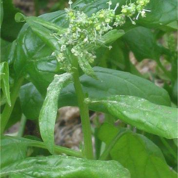 Spinazie en Mesologie of Mesoloog of dieet