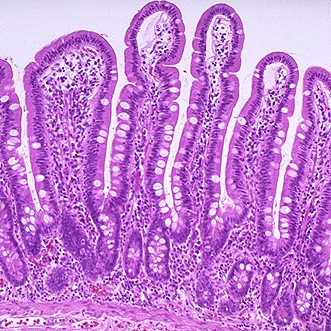 Smaakherkenning slijmvliezen